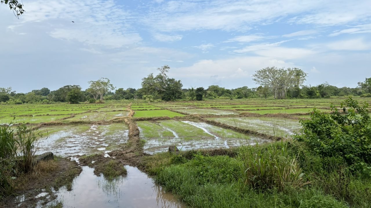 lush green paddy fields of Sri Lanka