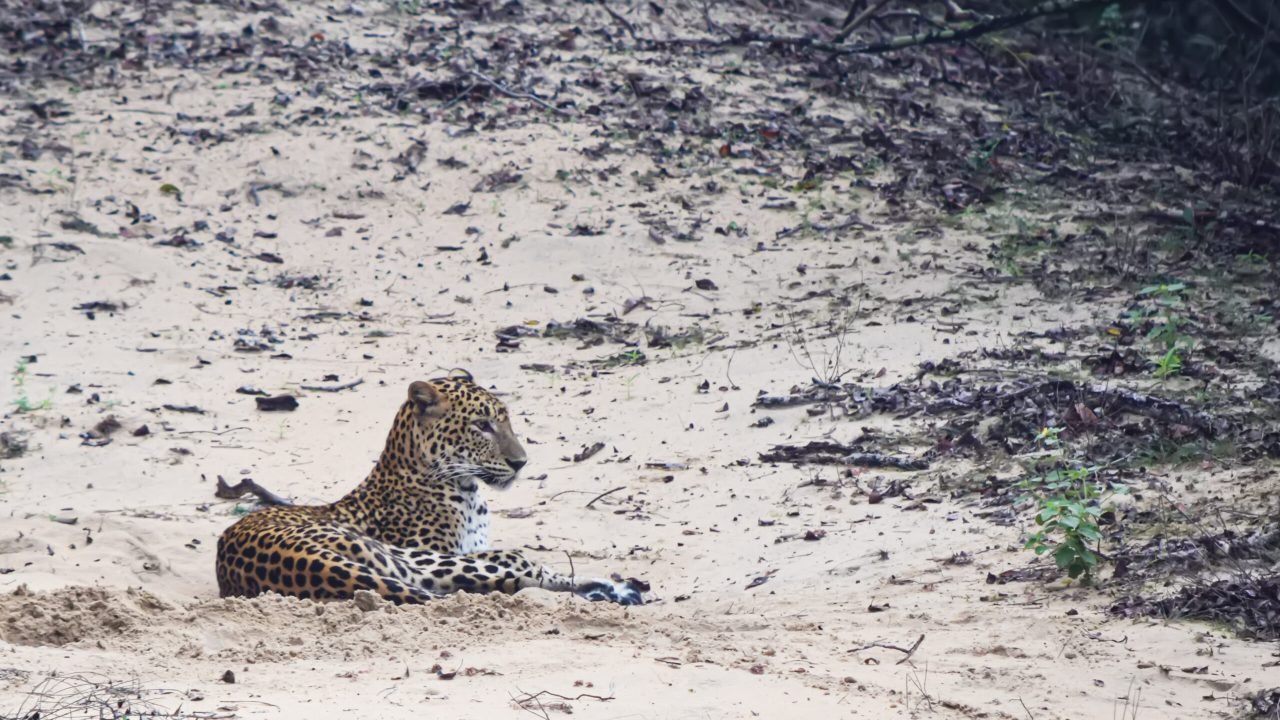 Leopard in Wilpattu