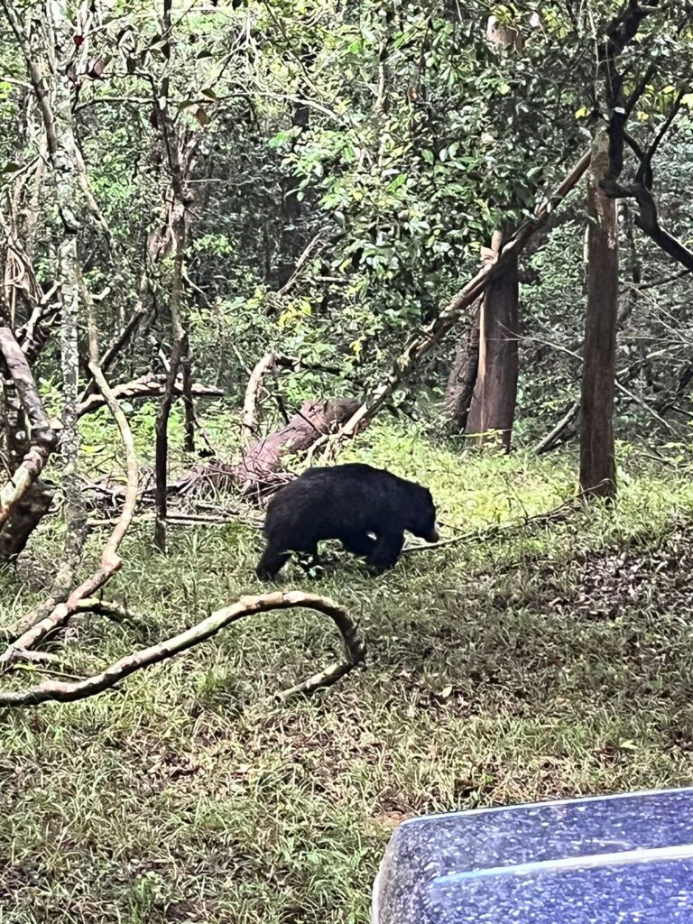 Sloth bear