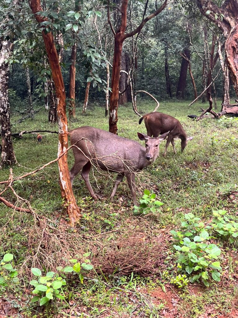 Wilpattu wildlife