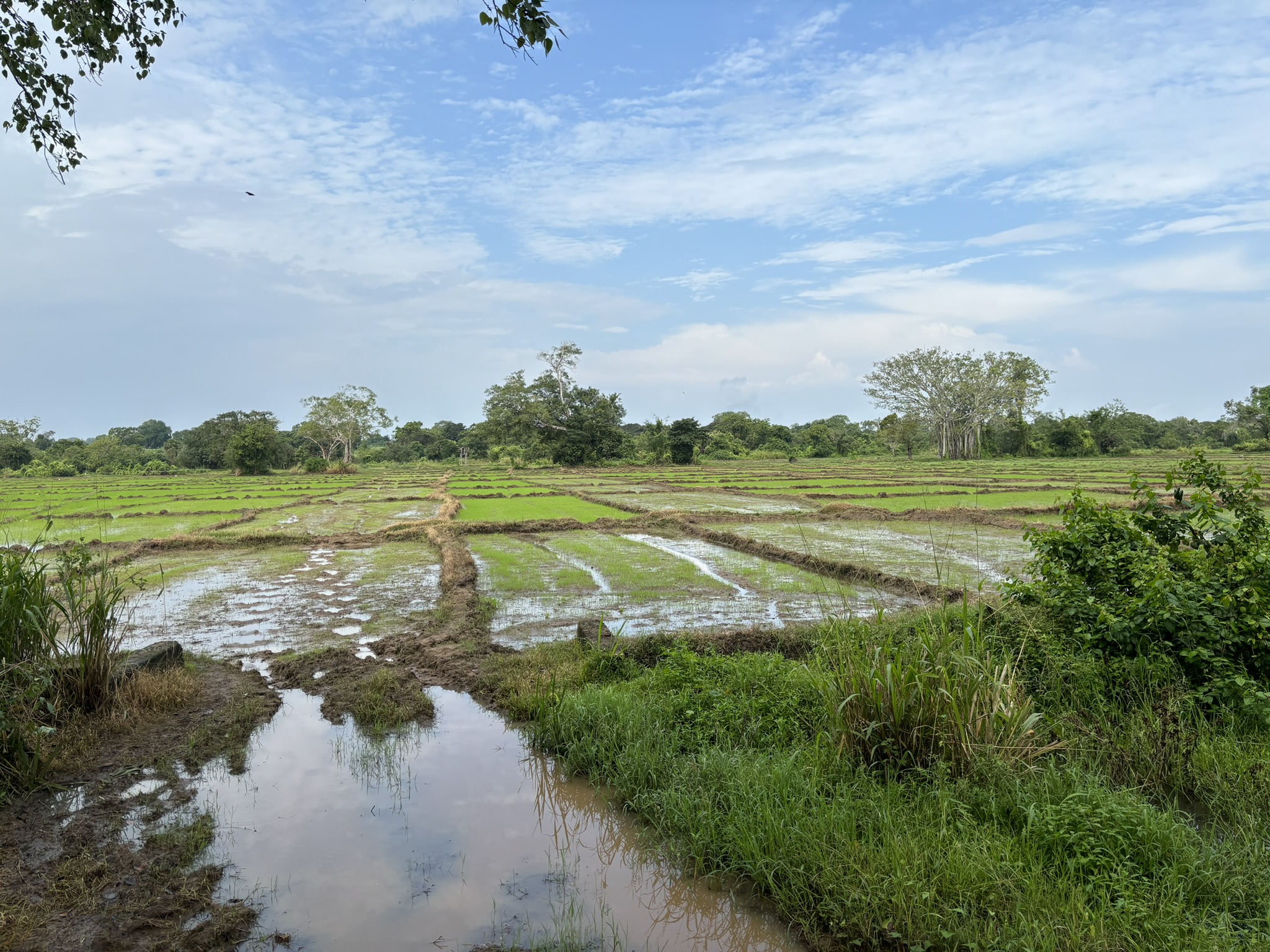lush green paddy fields of Sri Lanka lush green paddy fields of Sri Lanka