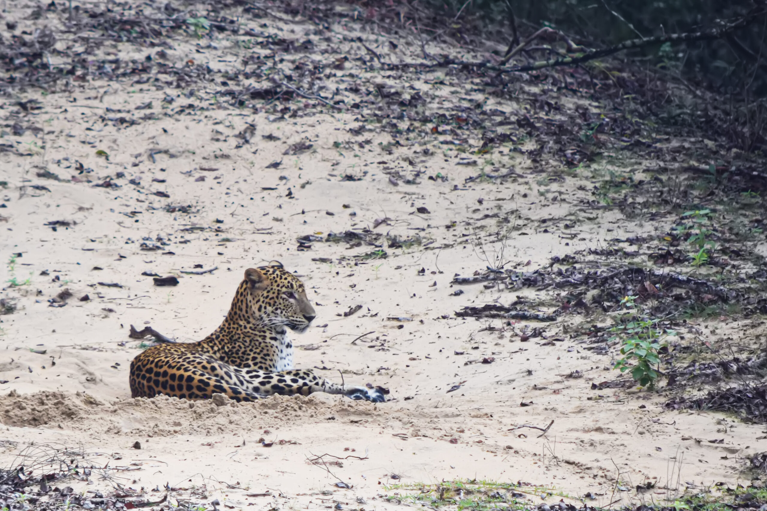 Leopard in Wilpattu