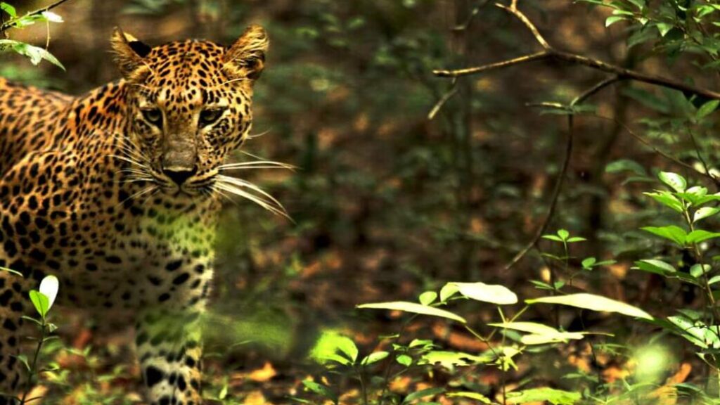 Sri Lankan Leopard