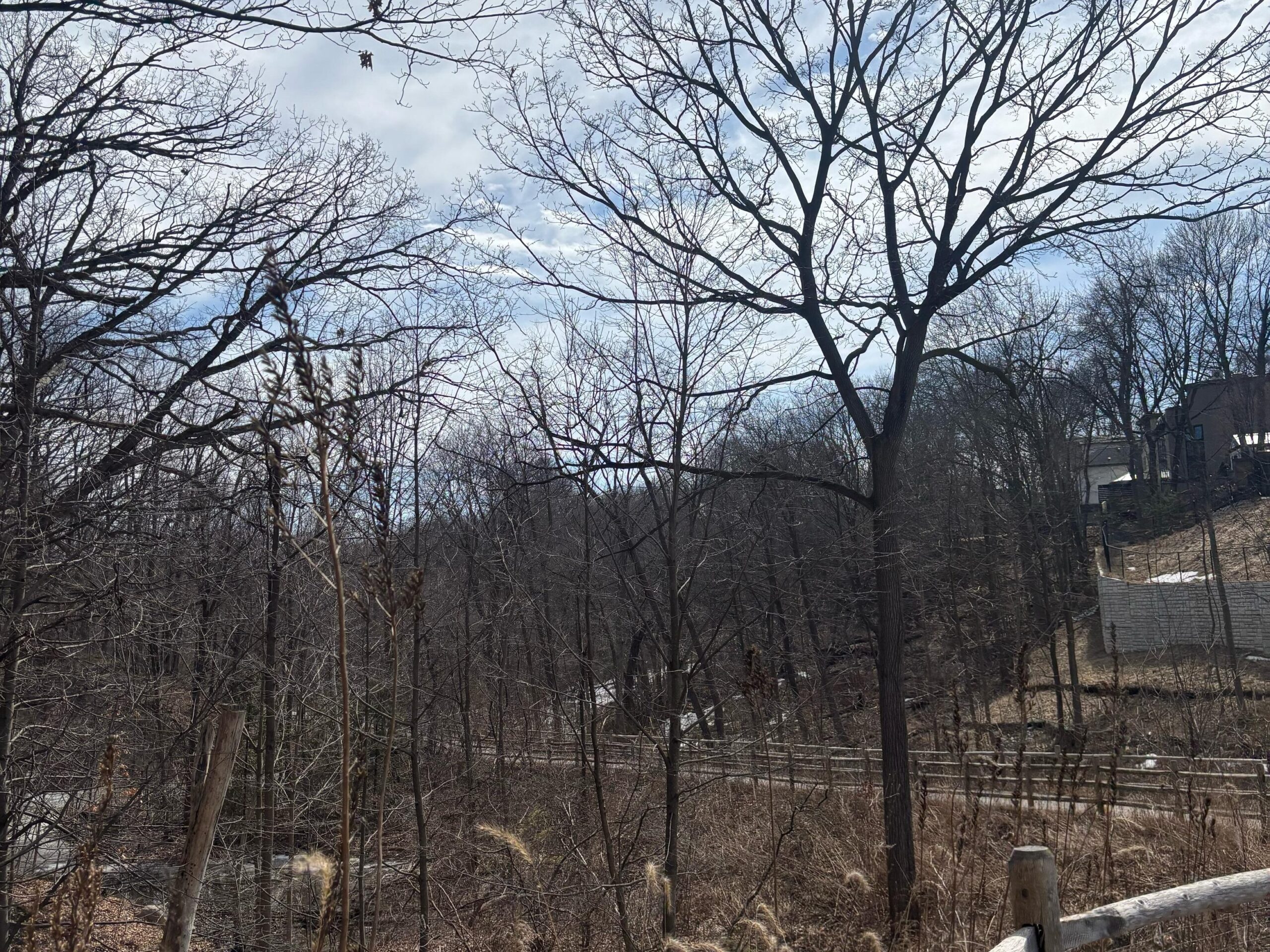 Connecting with nature in the city