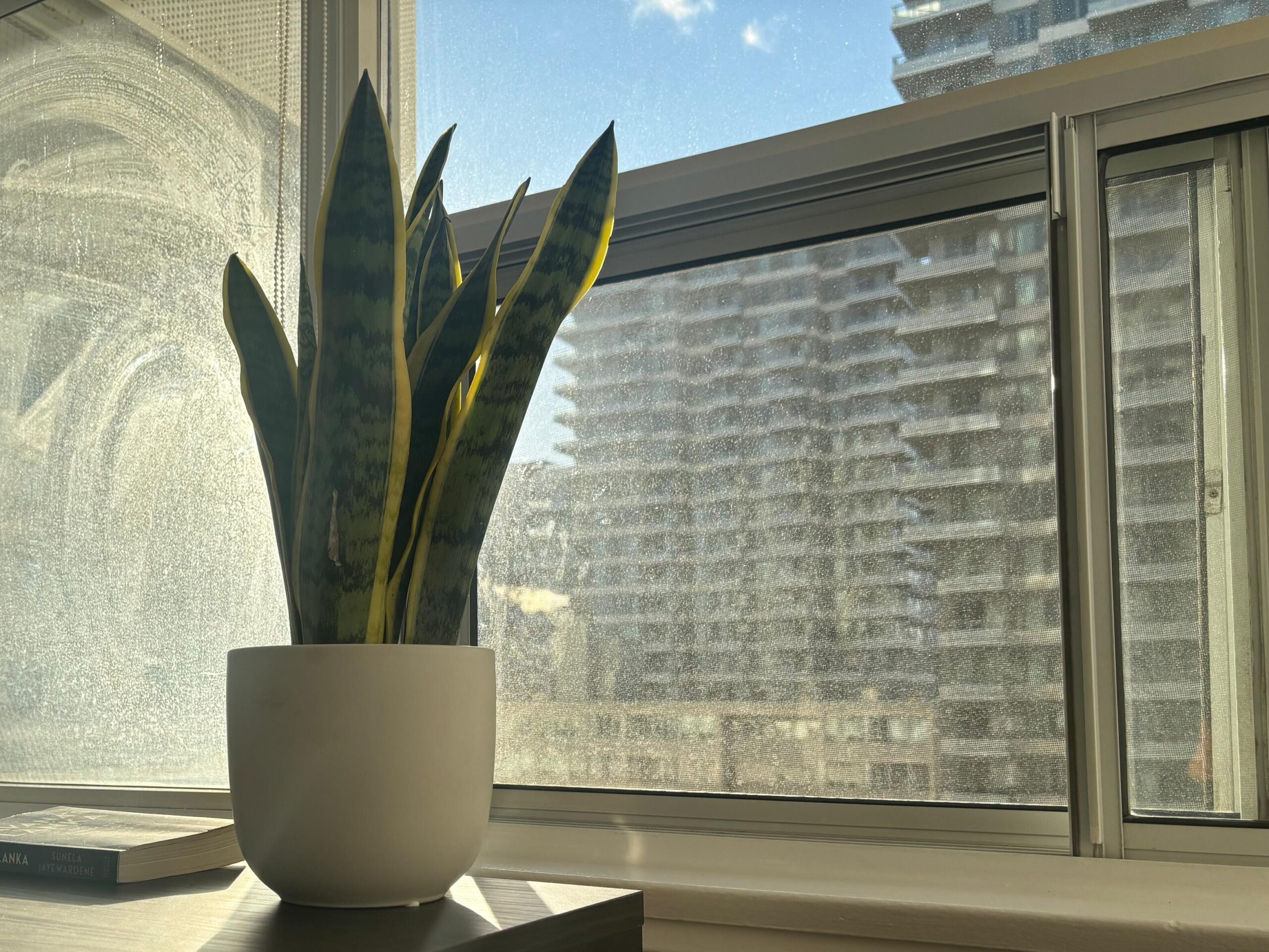 bringing the outdoors in